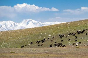 pamir-108-???.-