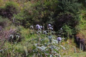 IMG-7444